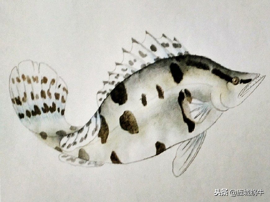 鳜鱼画法小视频,鳜鱼工笔画法视频