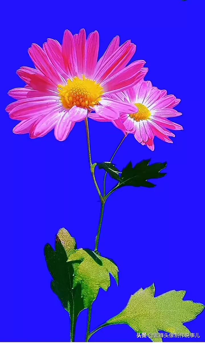 一花一世界唯美壁纸,独一无二的好看壁纸