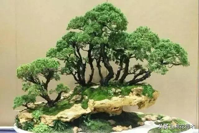 丛林式精品盆景欣赏,丛林盆景浅盆