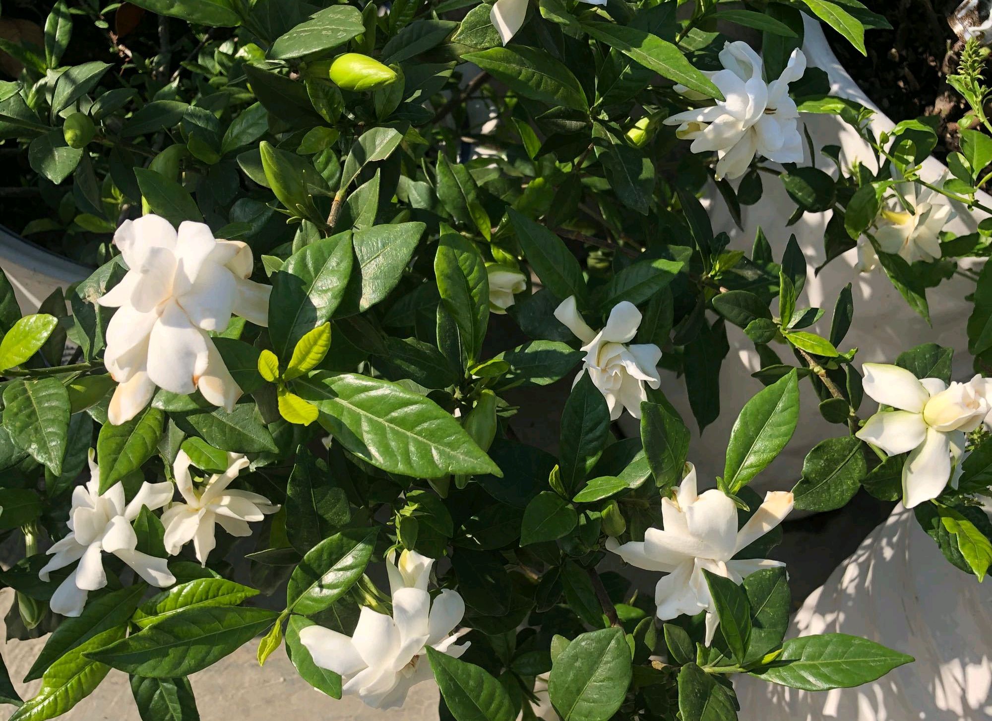 栀子花生桩高培多久可以退土,水培栀子花生根全过程