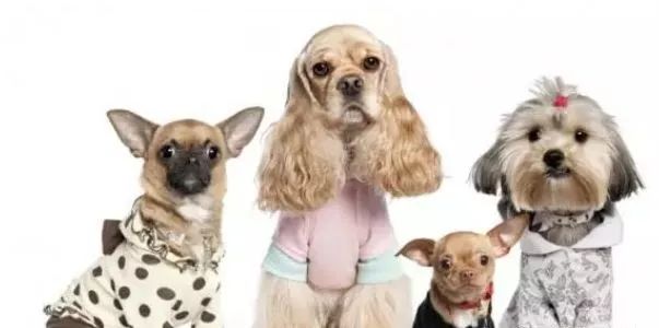 为什么要给狗狗绝育呢,狗狗不绝育有害处吗