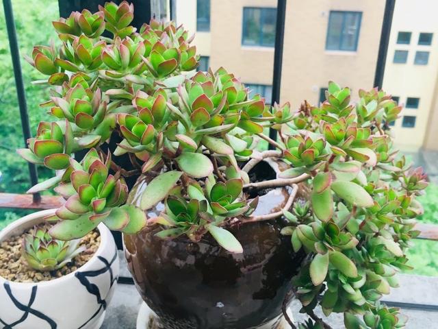 多肉天狗之舞应该如何管理养护,天狗之舞多肉有什么功效