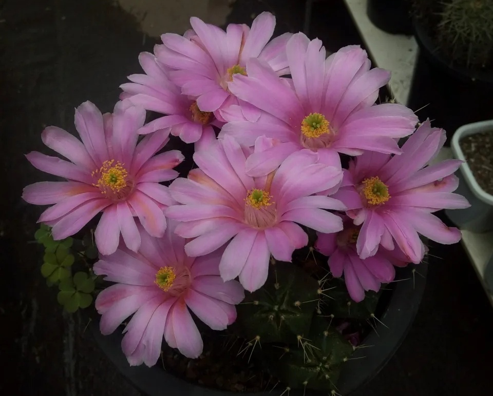 怎么养好仙人球才能开花,怎样养护仙人球才开花