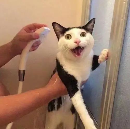 温泉鱼疗真能治病还是另有隐患,鱼疗温泉可以泡全身吗