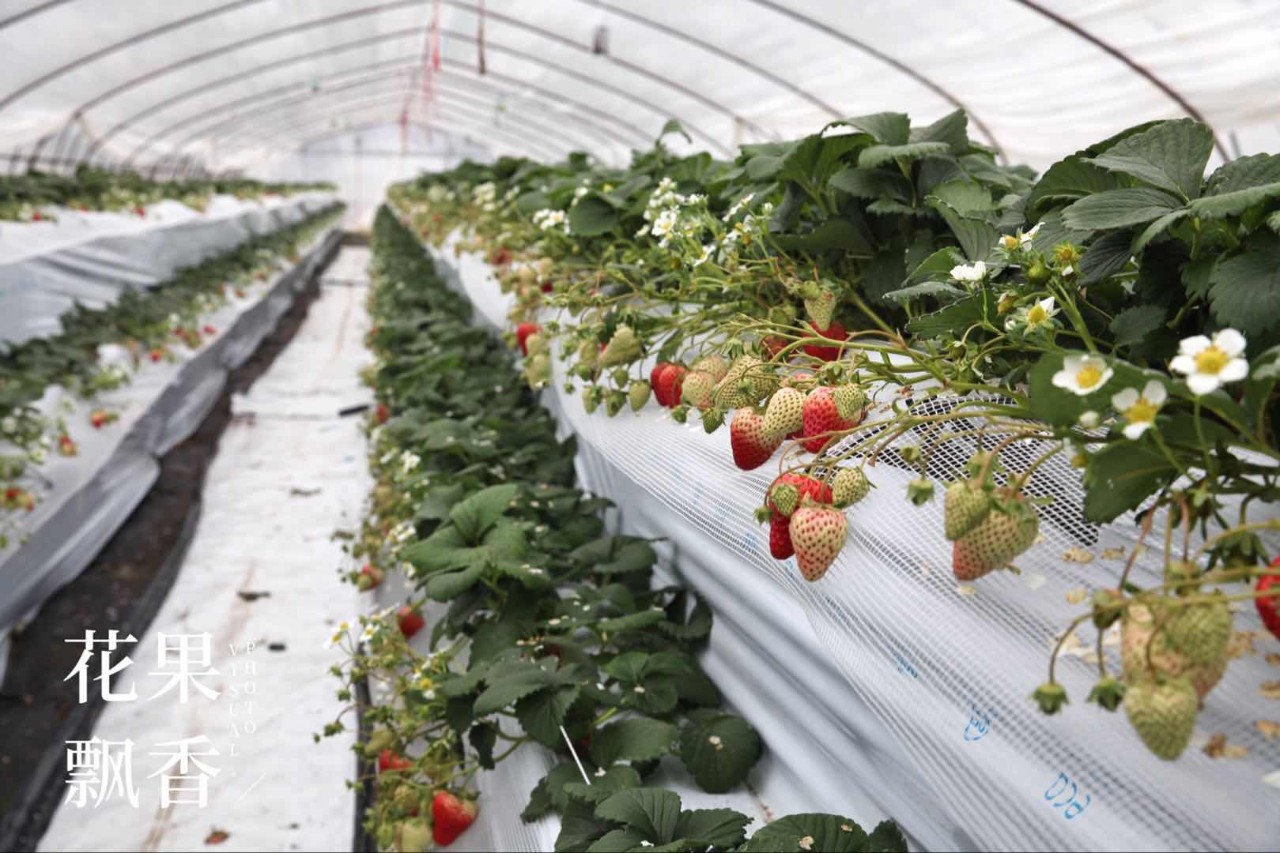 自家种草莓什么体验,博士种草莓的视频