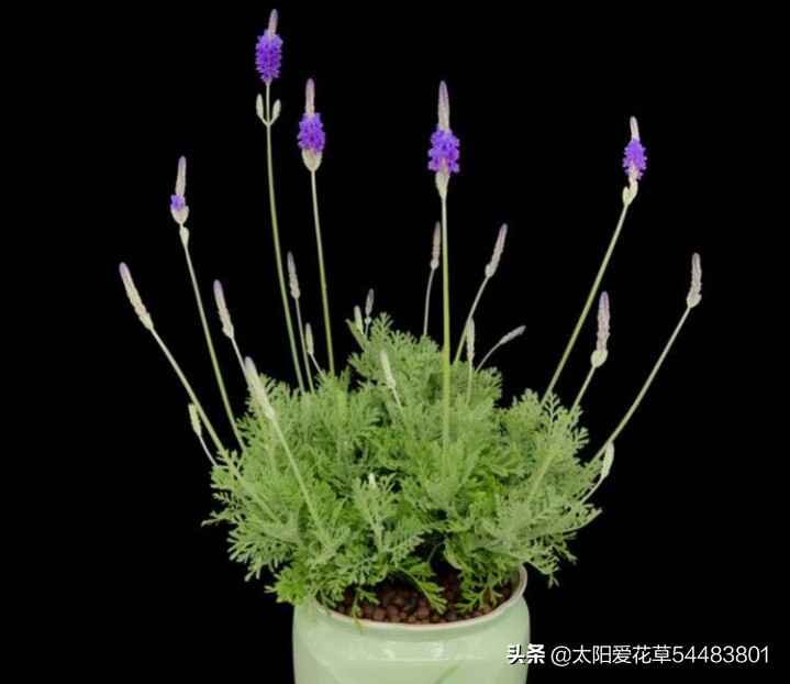 薰衣草盆栽怎么养殖,薰衣草盆栽的养殖方法和注意事项