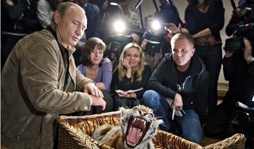 俄罗斯的老虎为什么叫东北虎 (东北虎到底是中国的还是俄罗斯的)