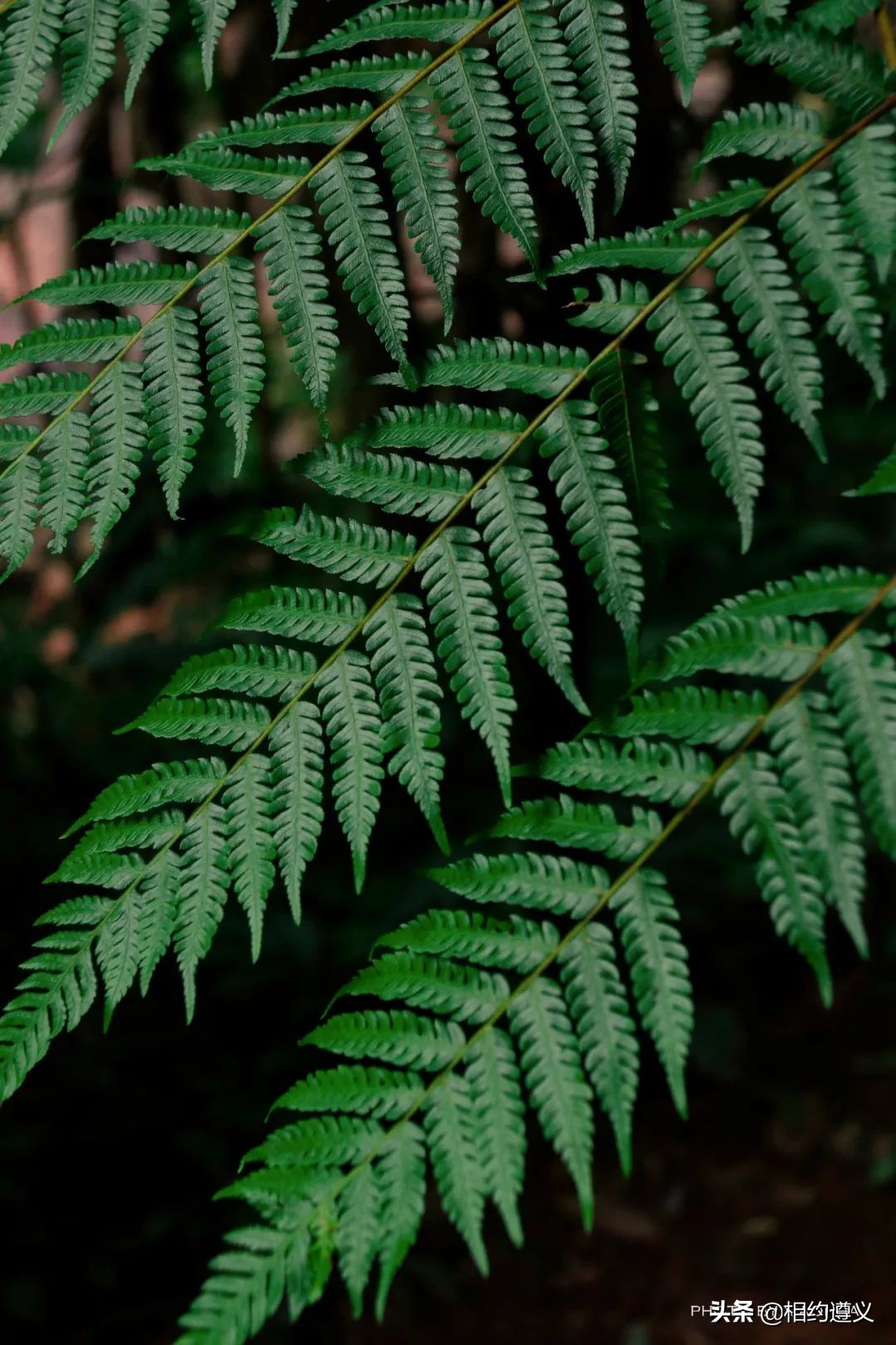 赤水大瀑布 侏罗纪公园 (世界唯一保留的侏罗纪原始公园)