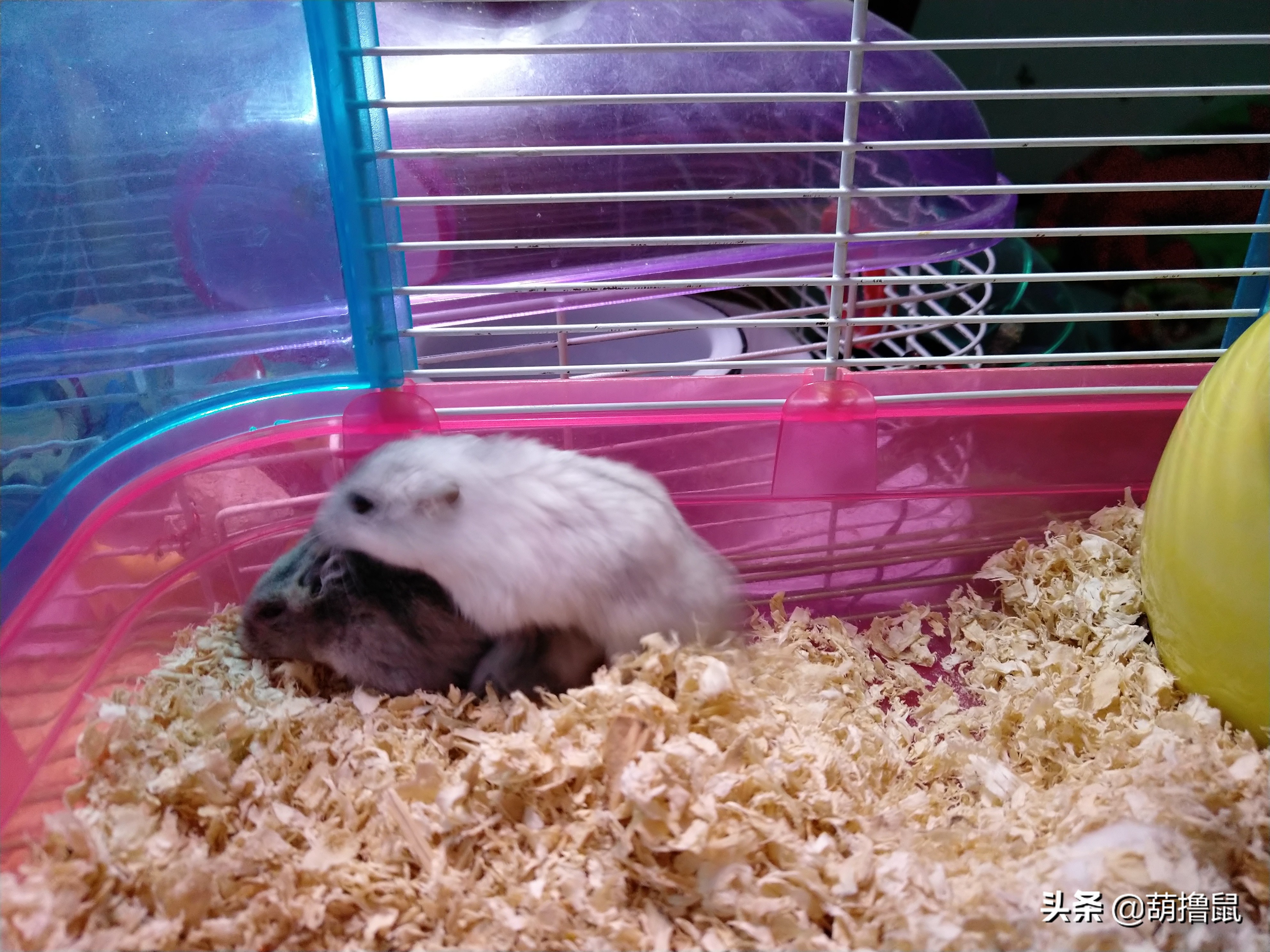 仓鼠怀孕后的注意事项,仓鼠生育注意什么事项图片