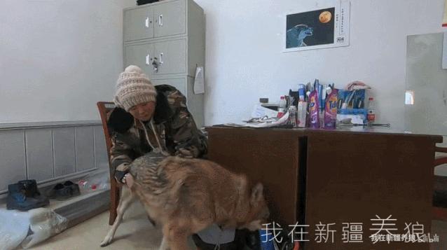 这位“女汉子”在*疆新**，把狼养成了哈士奇，就是经常揍狼的那个