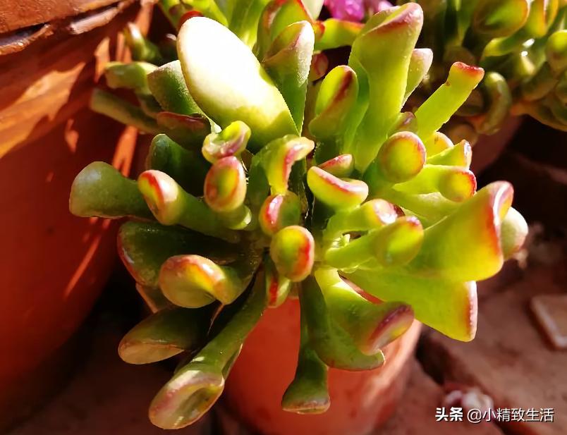 易出老桩的多肉植物,多肉这种花的真名叫什么