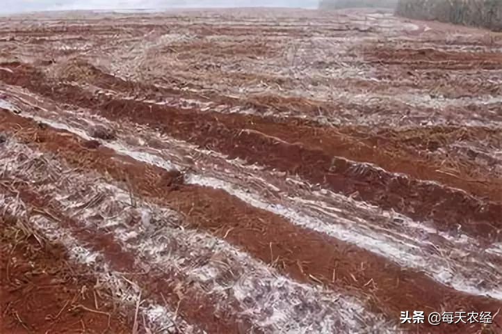 生石灰防治病害,怎样用生石灰给土壤消毒杀菌