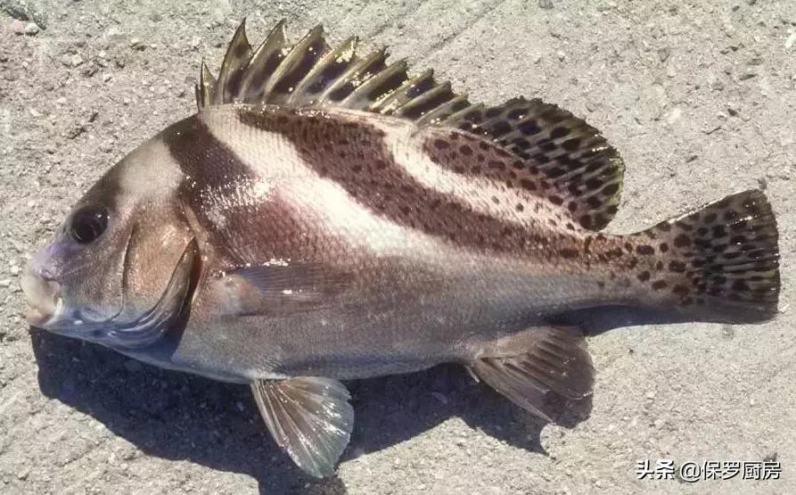 海鲜大荟萃,常见贝壳类海鲜