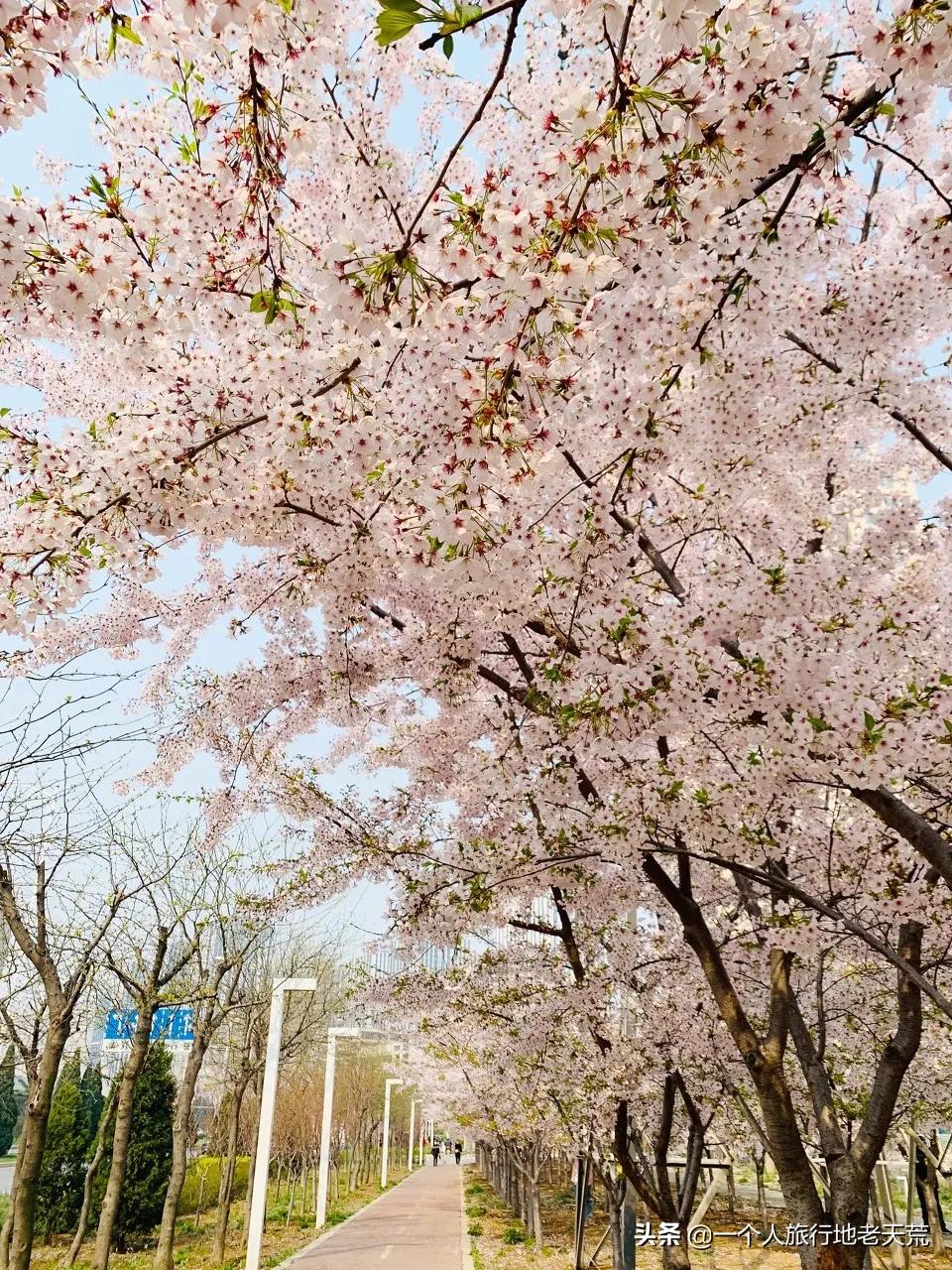 北方这座海滨老城，樱花不输日本，浪漫更胜巴黎