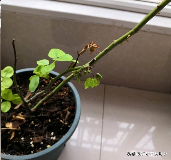 养好月季6大诀窍，附带配土、浇水、施肥详细教程。助你花开满园