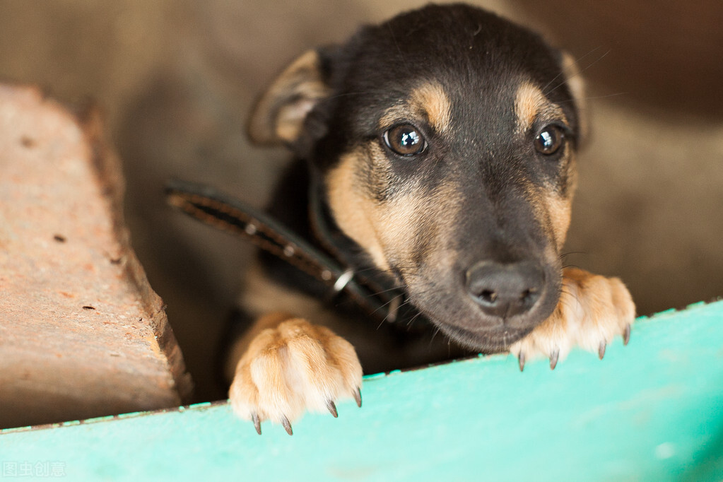 养狗须知狗狗寄生虫症状介绍,养狗注意事项狗狗呕吐是怎么回事