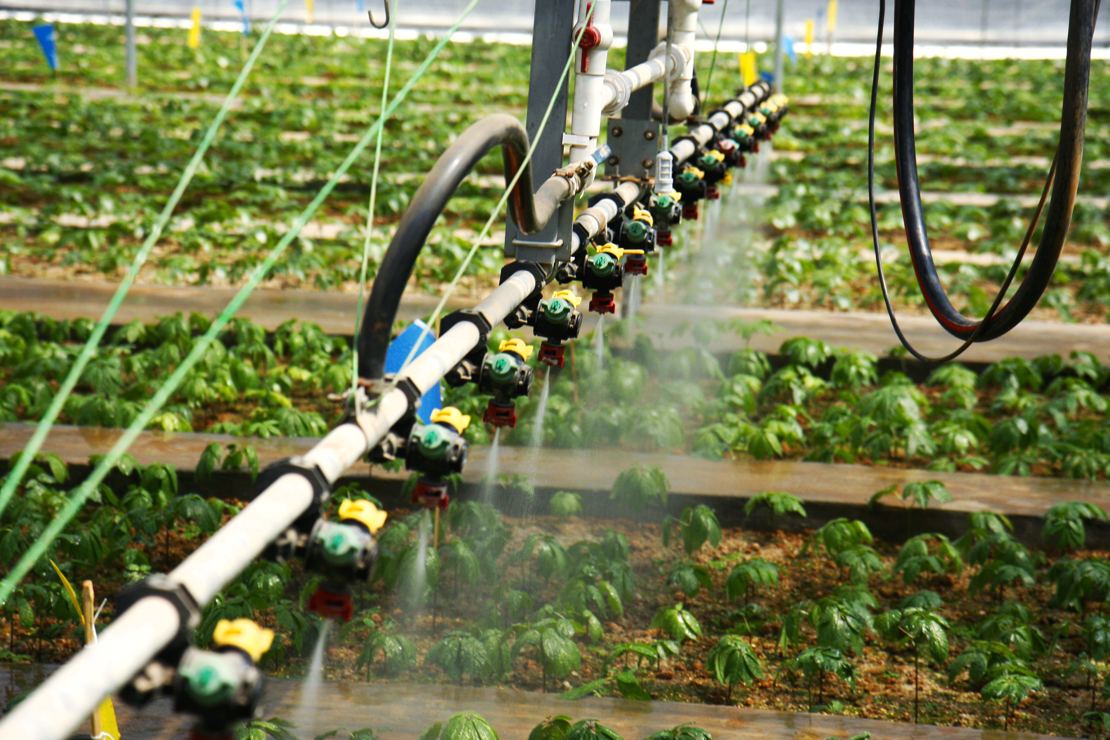 第一梯队中药材,2017年最有潜力中药材