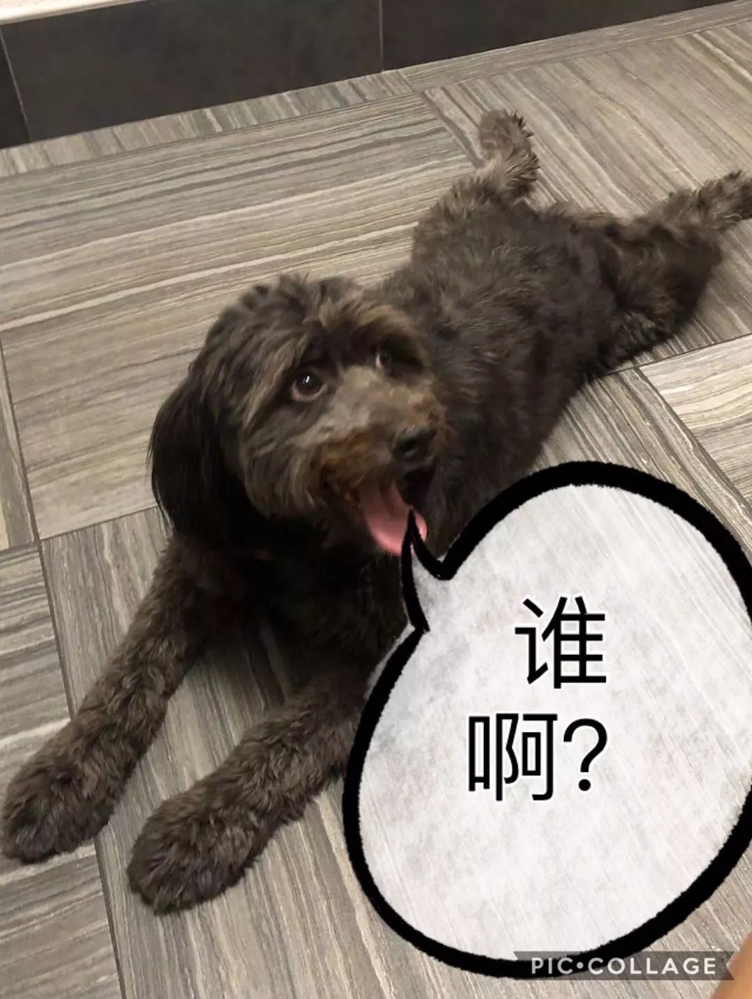 救流浪狗的真实记录,一外国人来中国救助流浪狗