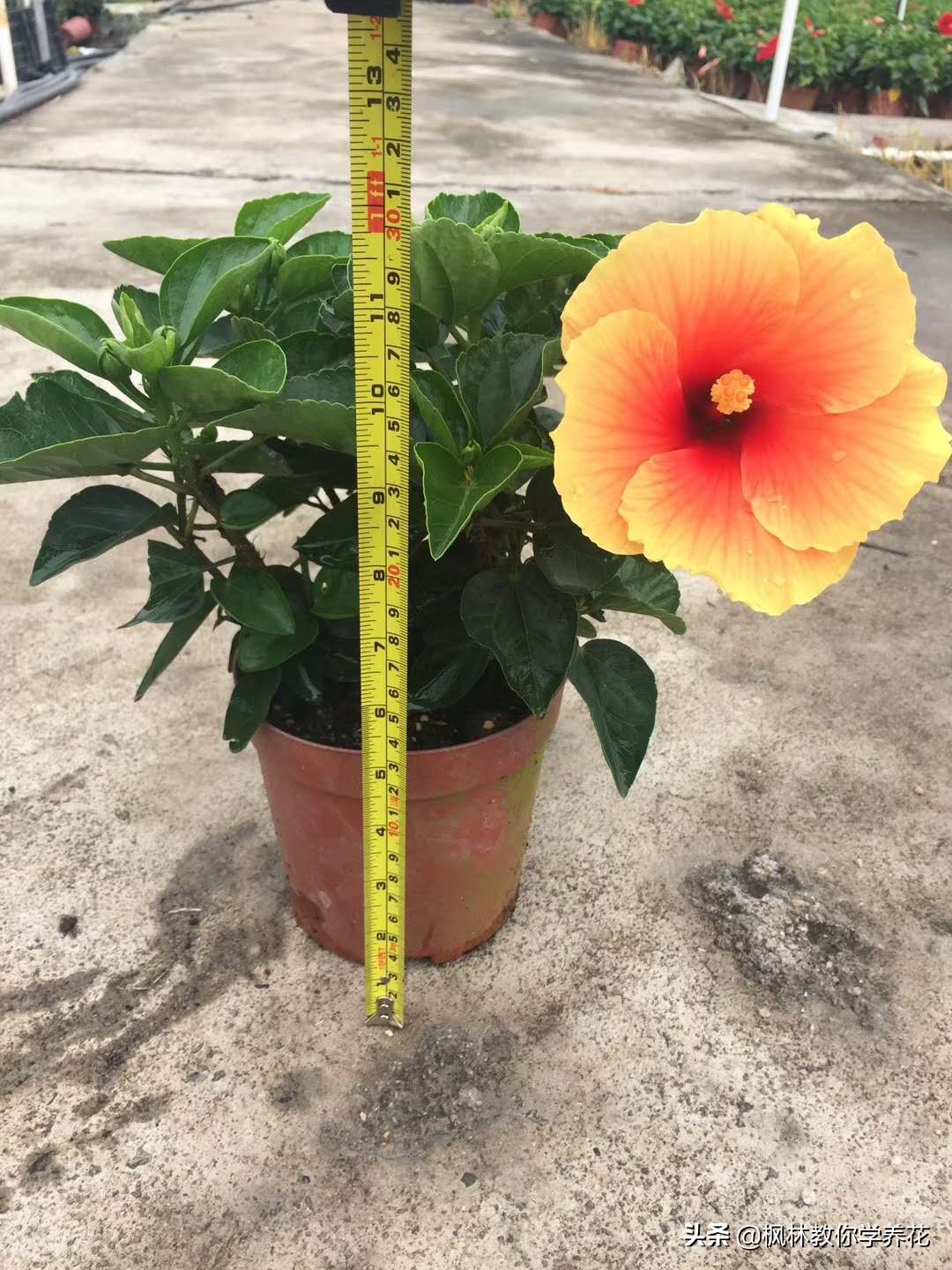 扶桑花的养护方法,收到的扶桑花蔫了如何养护