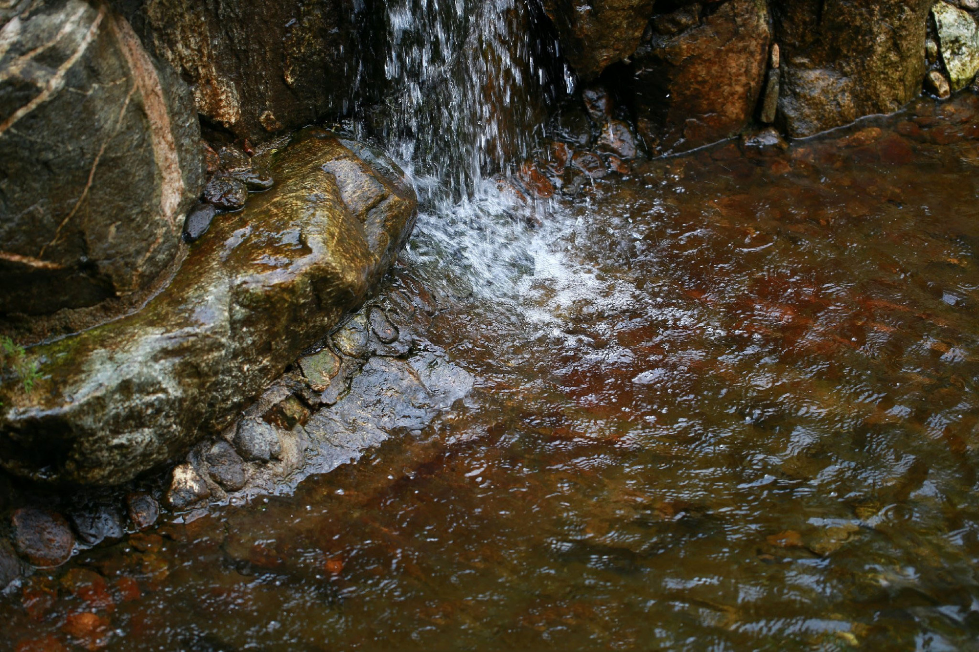 野生赤鳞鱼特征与分布,泰山赤鳞鱼在别的地方也有吗