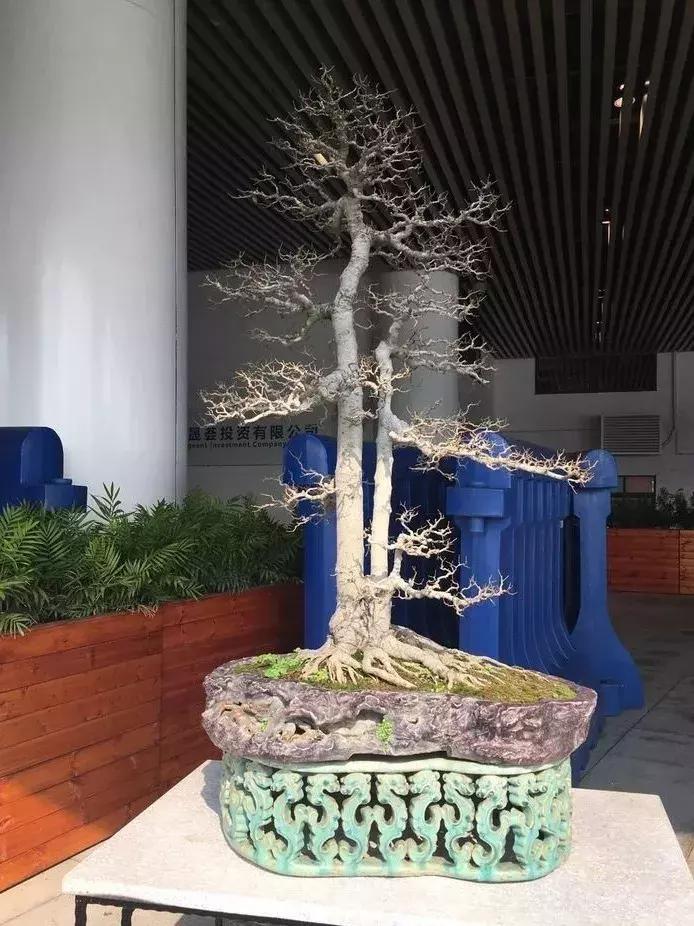 西北盆景树种100种,最值得收藏的六种盆景树种是哪种