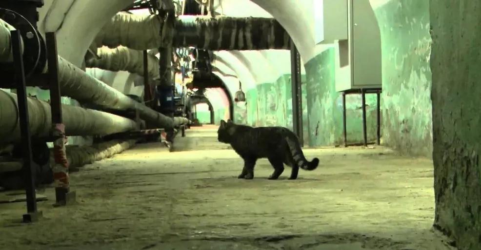 流浪猫突然暴富了,俄罗斯3只流浪猫