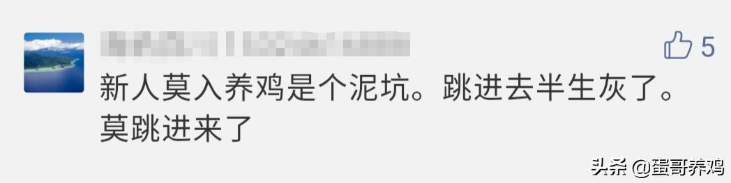 蛋鸡怎么养殖才能赚钱,现在养蛋鸡能赚钱吗