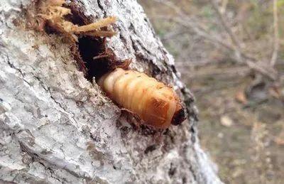 园林植物常见病虫害识别与防治,园林冬季病虫害防治