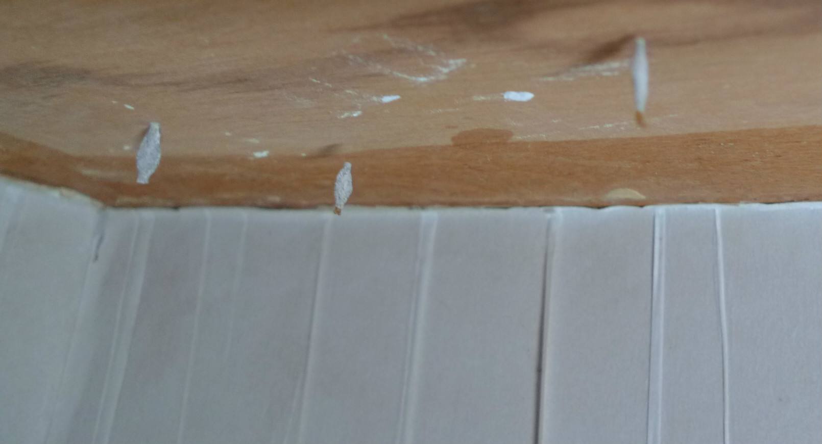 衣柜长了很多黑色小虫子,定制衣柜里面有小虫子什么原因