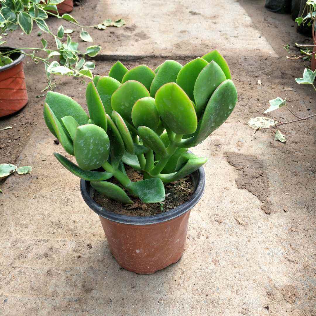 玉树多久浇一次水玉树浇水方法,秋天玉树怎样修剪最漂亮