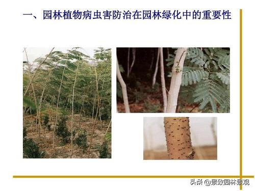 园林植物病虫害冬季防治,常见的园林植物虫害图片