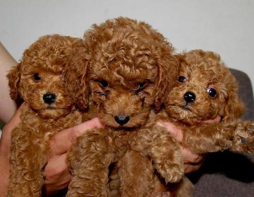 公泰迪为什么变得脾气暴躁爱咬人,泰迪有点咬人