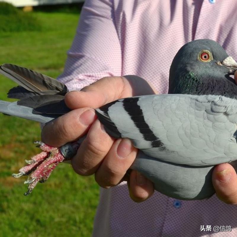 幼鸽的饲养方法与调理,幼鸽饲养管理五大要点