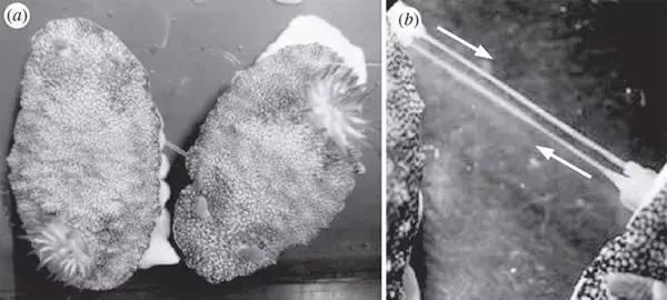 这只风靡网络的可爱“海中小白兔”，竟然颠覆了网友的三观
