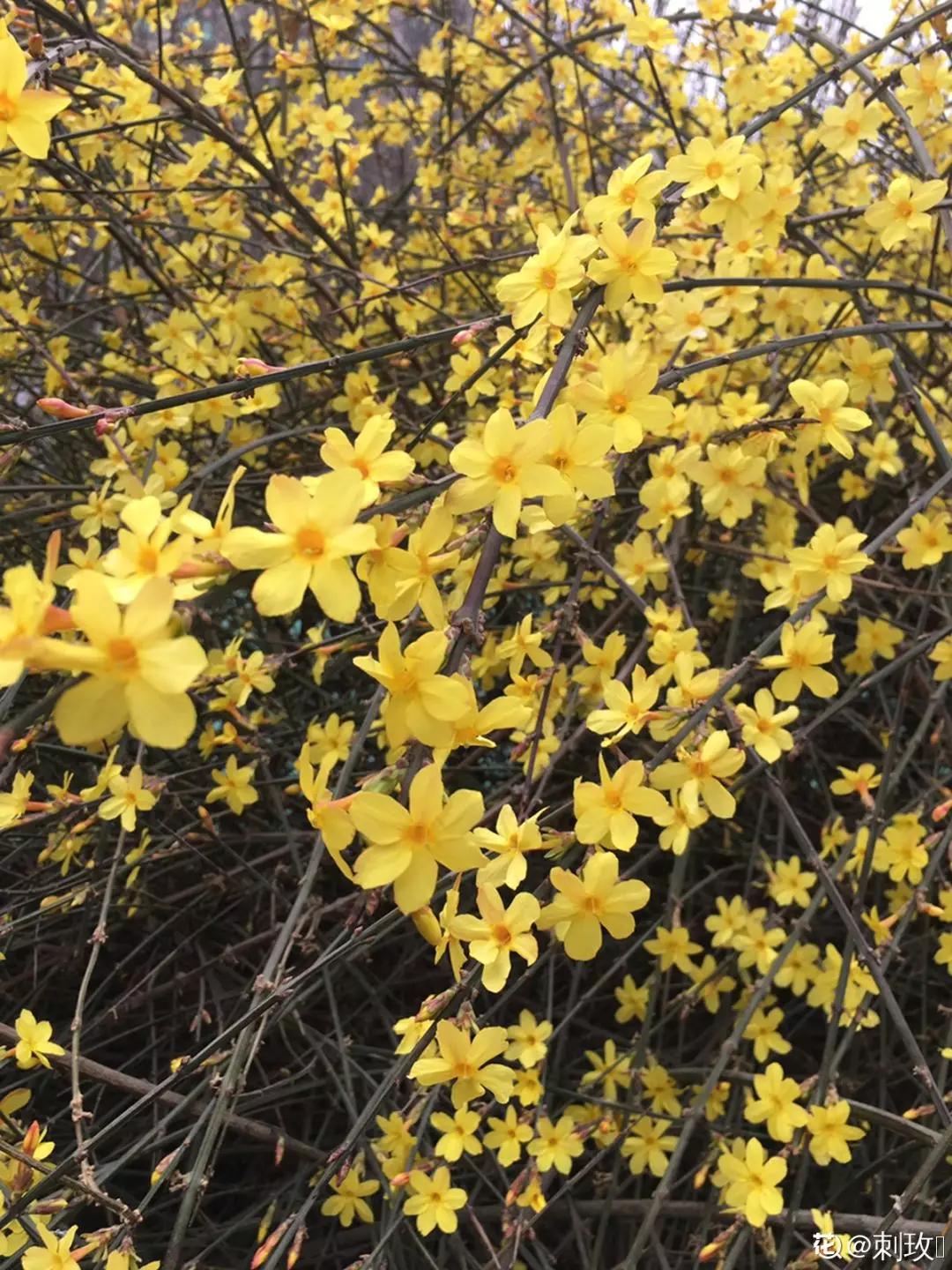 春天开的花有哪些常见又漂亮,十大名花在春天开的有哪些