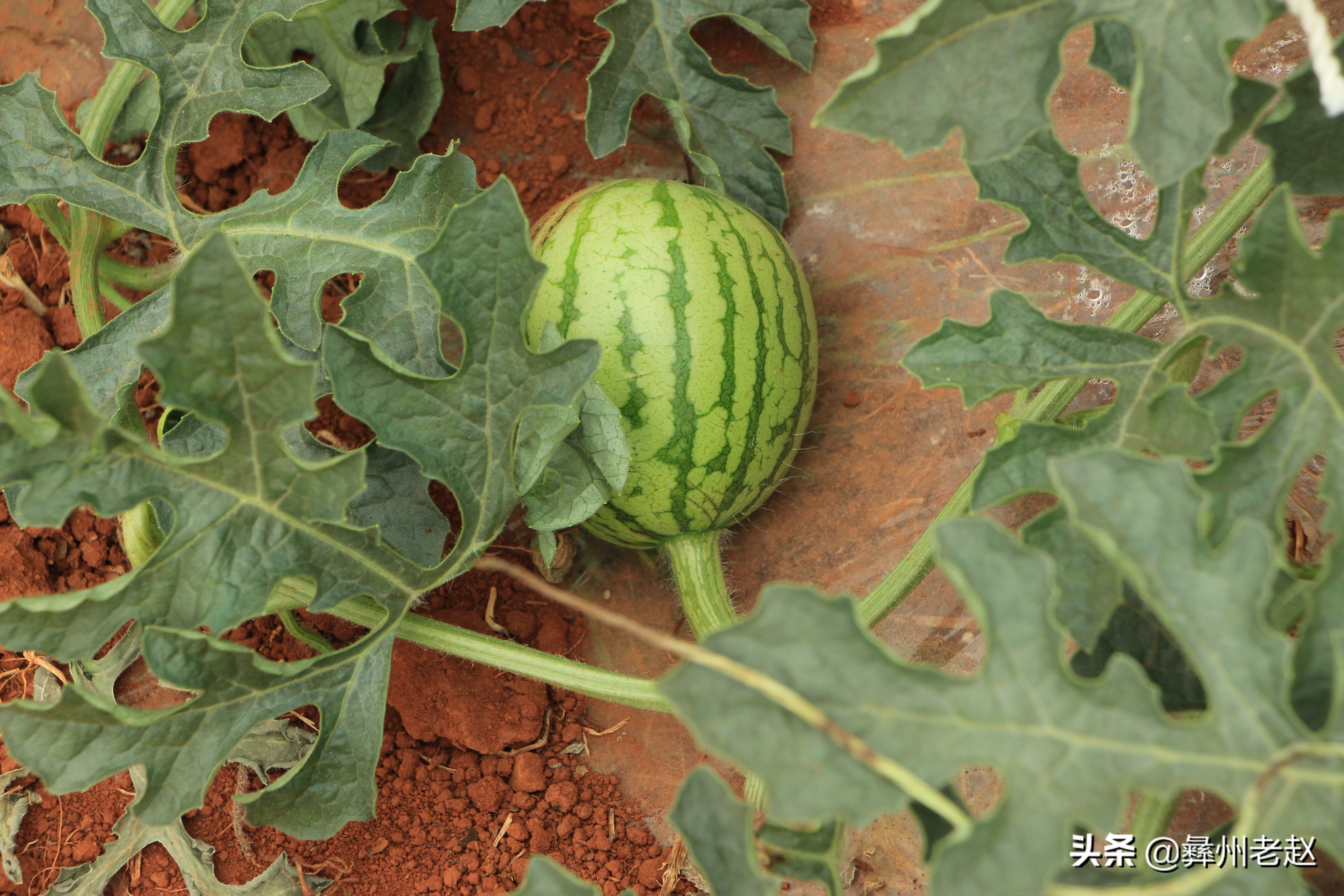 大棚西瓜不膨大怎么回事,大棚西瓜第一次膨瓜肥用什么