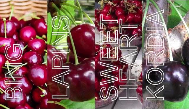 生鲜果蔬配送商城长春,全球顶级水果生鲜配送