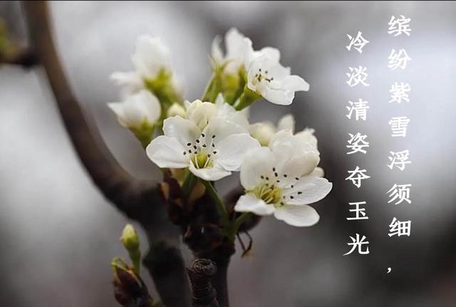 一枝梨花歌舞,一枝梨花诗词