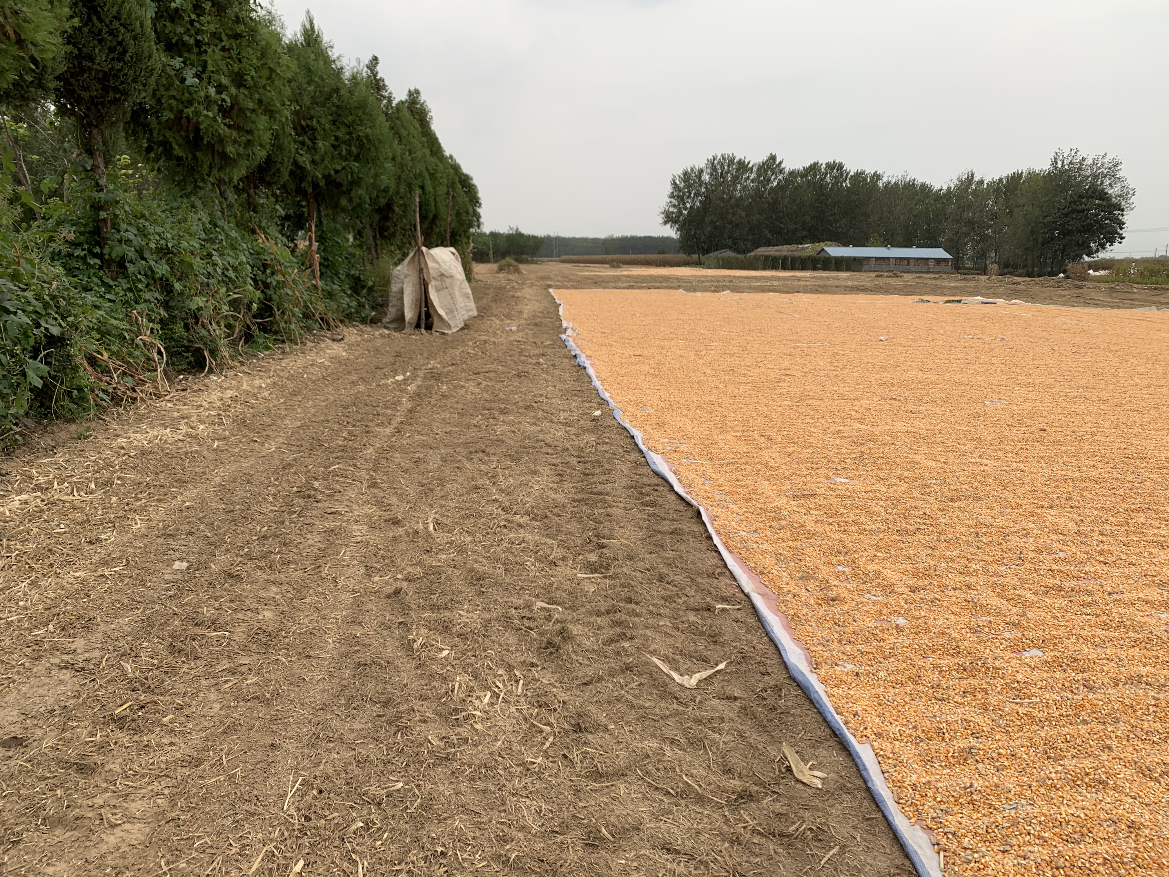 农村晾粮食棚,农村晒谷场能搭建棚子吗