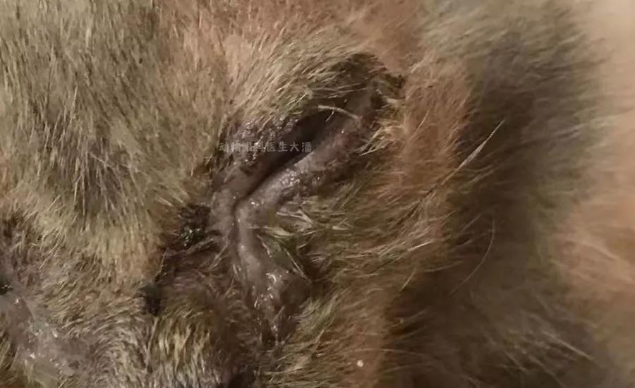 猫鼻支、猫感冒、流泪、打喷嚏、眼睛红肿,猫疱疹病毒的治疗