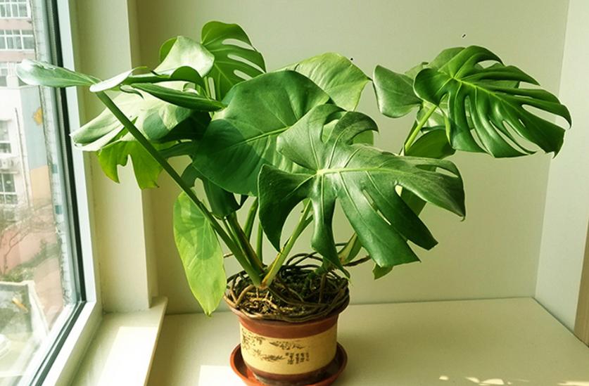 龟背竹怎样养护才能生根发芽,龟背竹发芽怎么养