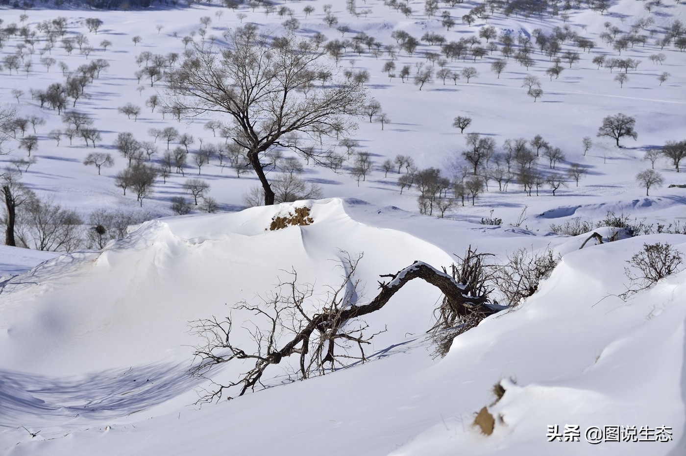 一口气看完塞罕坝全篇,参观塞罕坝有感1000字
