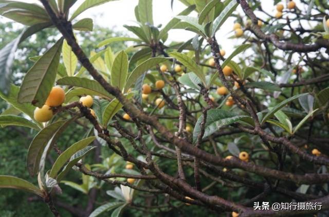 苏州太湖西山岛江浙沪最强攻略,太湖西山岛旅游完整攻略