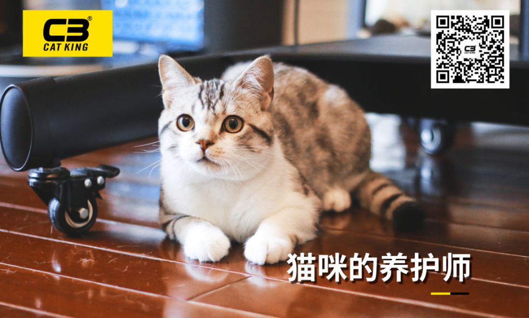 猫加强和猫三联一样吗,猫大狸花猫
