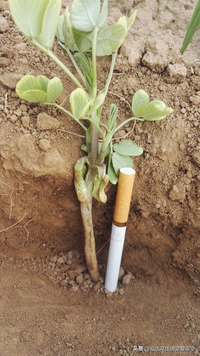 如何确保花生一播全苗,花生种植实行全程技术指导服务
