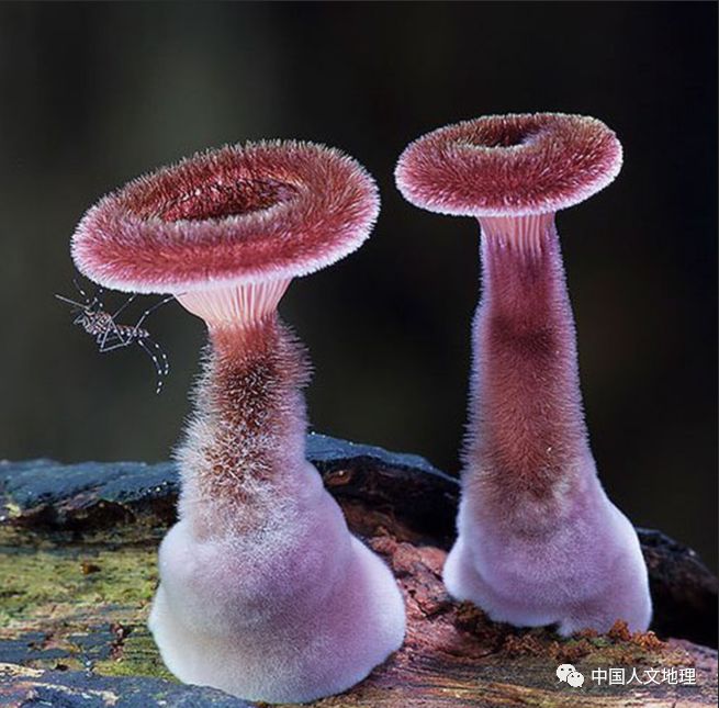 摄影彩色蘑菇,摄影师拍摄迷你蘑菇