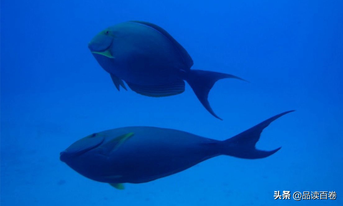 鱼的记忆真的只有7秒钟,鱼儿的记忆为啥只有七秒