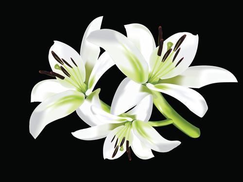 绿色百合的花语,百合与玫瑰花语