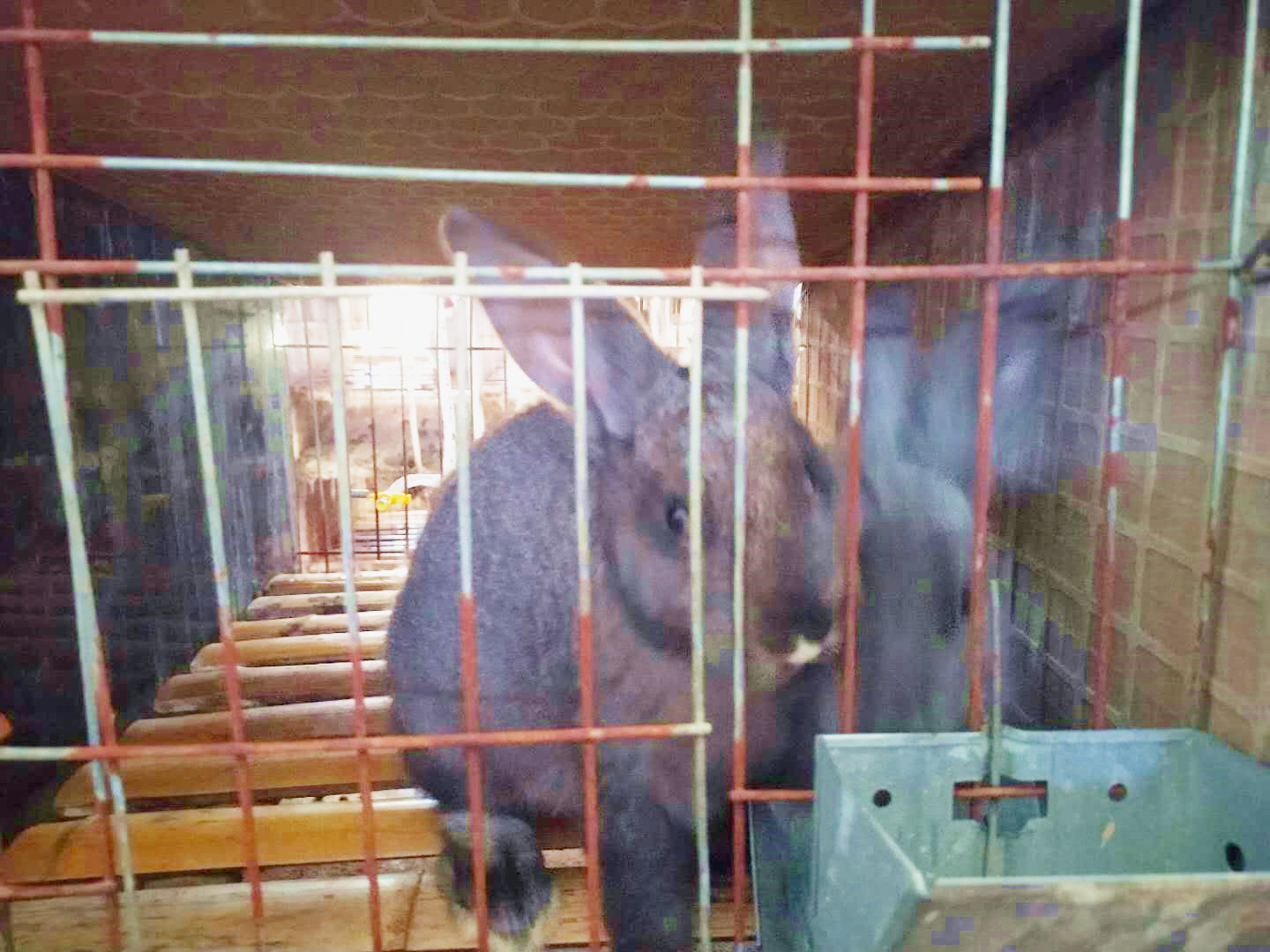 兔子脾气暴躁咬人是什么原因,兔子爱咬人怎么矫正