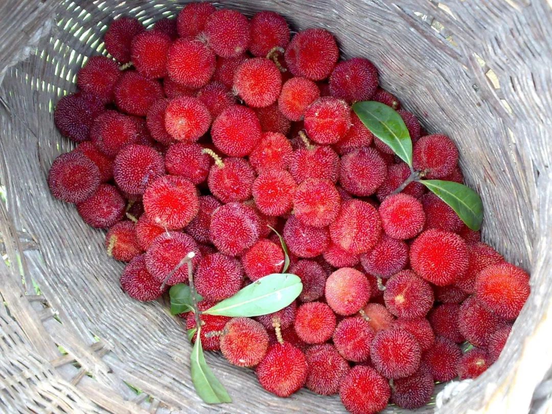 洗杨梅洗出虫子,洗杨梅用碱可以么